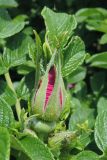 Rosa rugosa