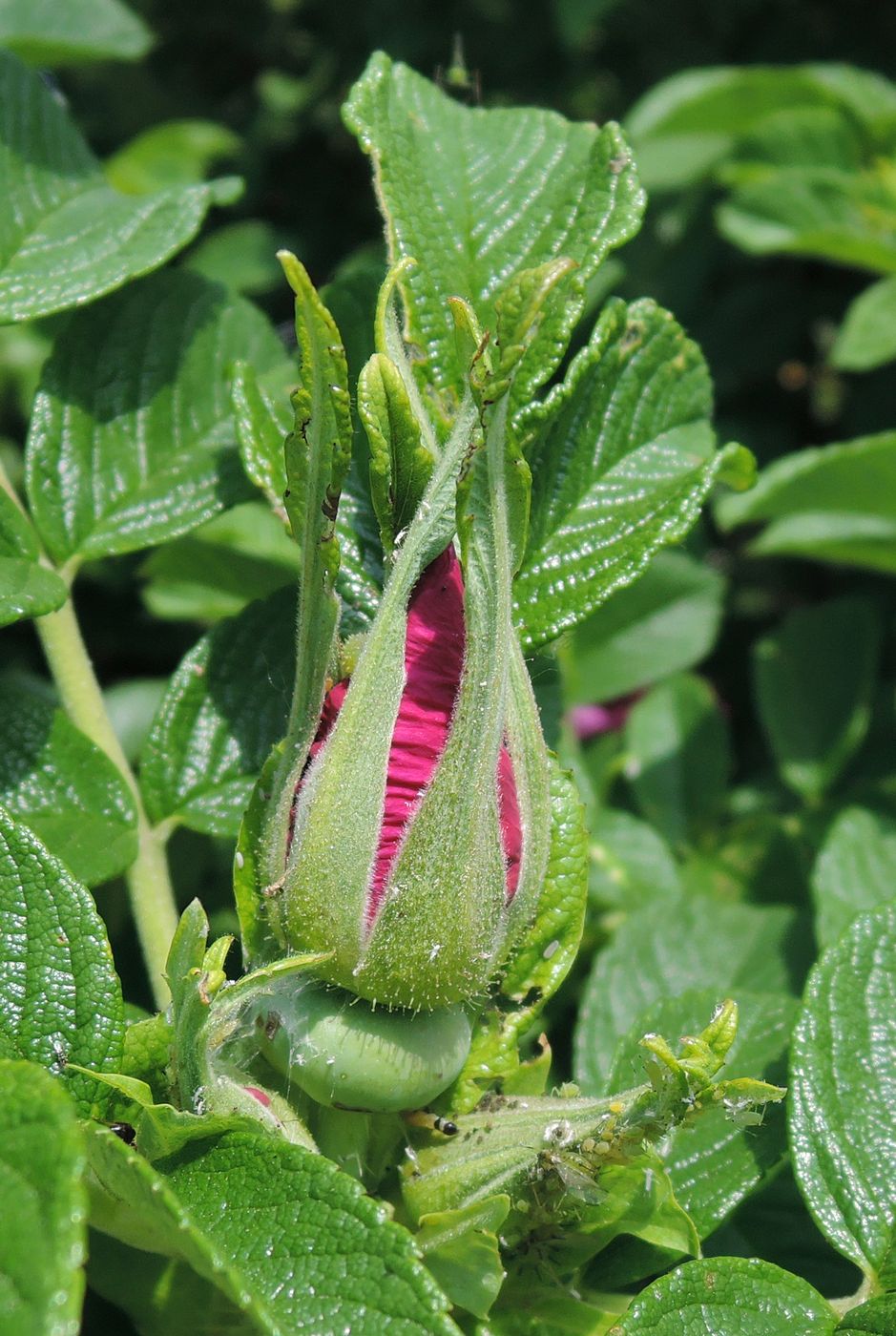 Image of Rosa rugosa specimen.