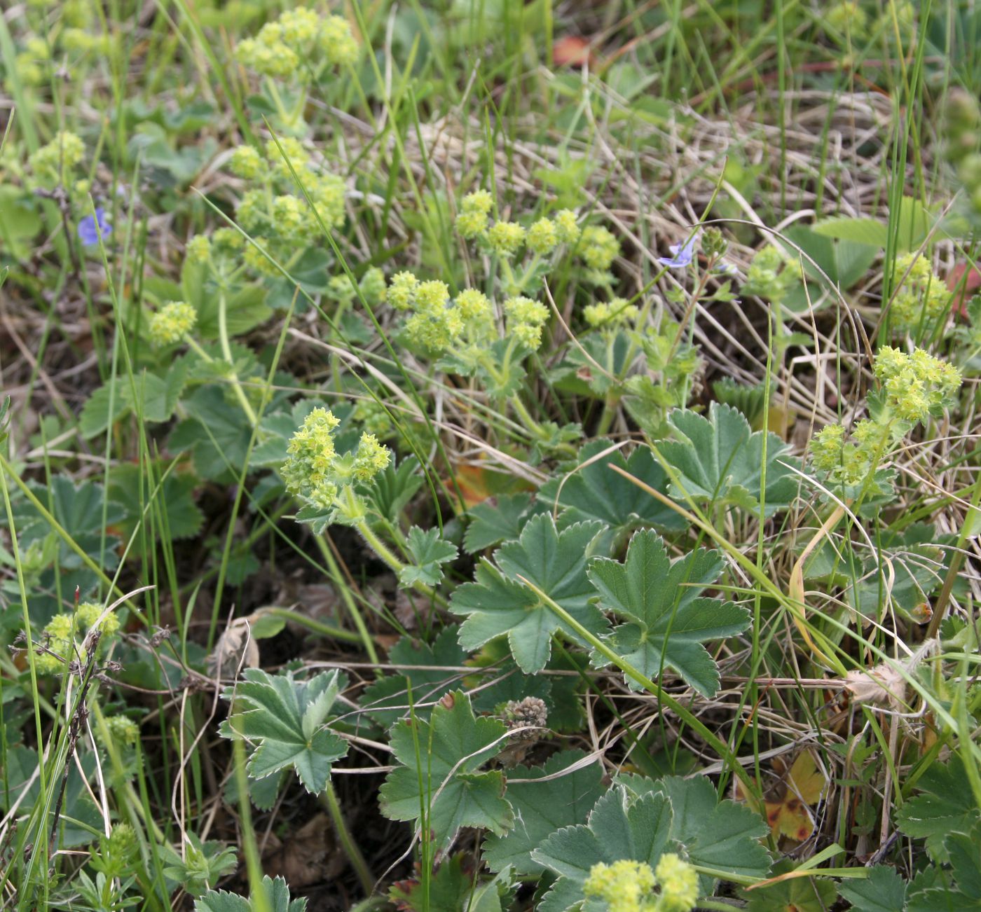 Изображение особи Alchemilla hirsuticaulis.