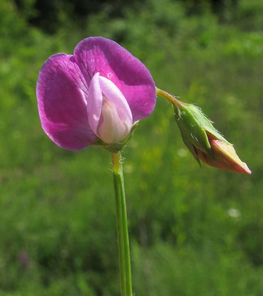 Изображение особи Lathyrus hirsutus.