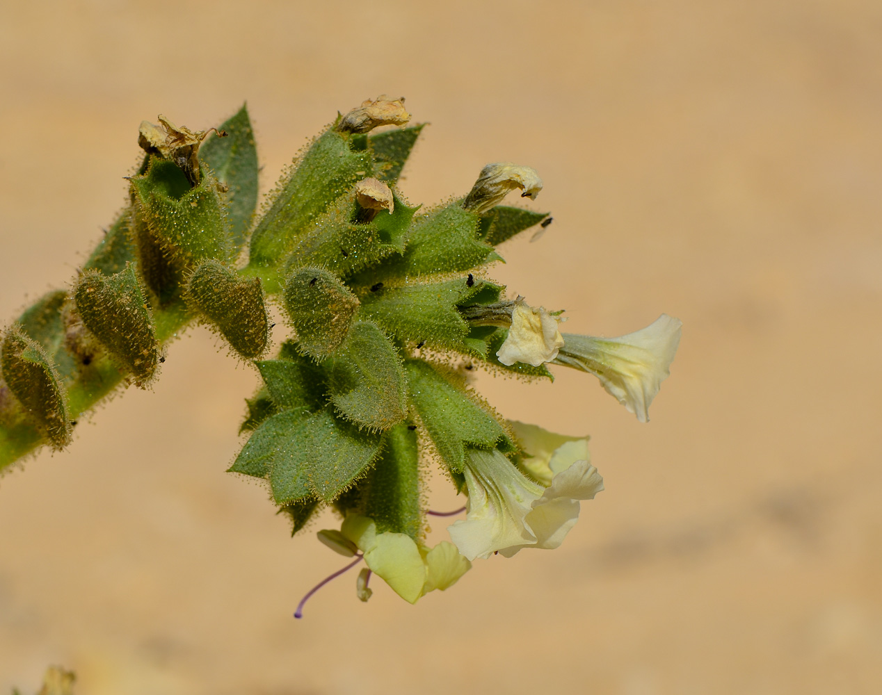 Image of Hyoscyamus desertorum specimen.