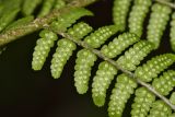 Dryopteris sichotensis