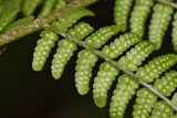 Dryopteris sichotensis. Часть вайи с сорусами (вид с обратной стороны). Приморский край, Дальнегорский городской округ, окр. с. Каменка, Прямая Падь, крутой северо-восточный склон, пихтарник зеленомошный с участием кедра корейского и берёзы ребристой. 11.06.2016.