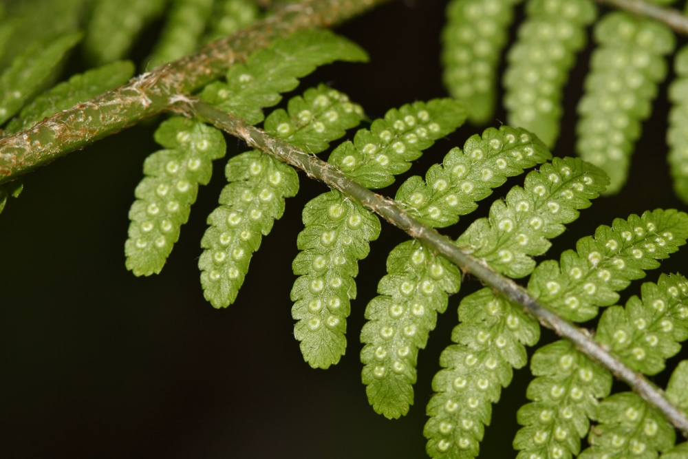 Изображение особи Dryopteris sichotensis.