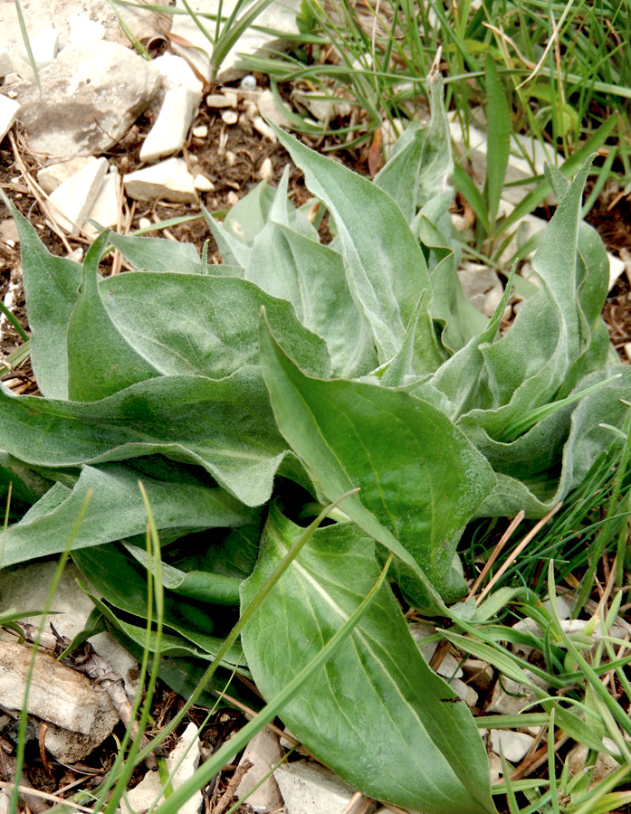 Image of Scorzonera taurica specimen.