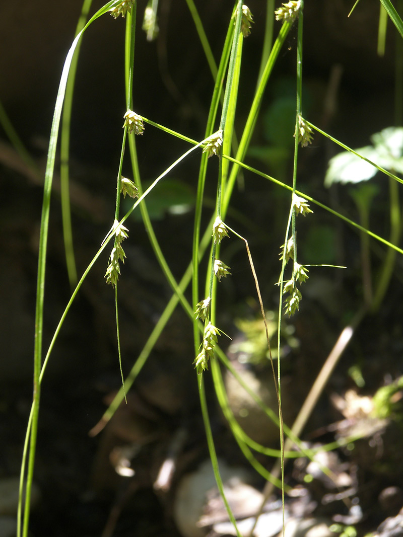 Image of Carex remota specimen.