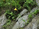 Hemerocallis minor. Цветущее растение. Приморье, ЗАТО Фокино, о. Аскольд, прибрежные скалы. 31.07.2016.