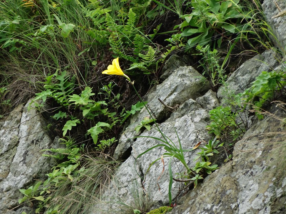 Image of Hemerocallis minor specimen.