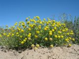 Cancrinia discoidea. Цветущее растение. Казахстан, юго-зап. угол оз. Балхаш, зап. берег орографически отделившегося солёного оз. Алаколь. 20 мая 2016 г.