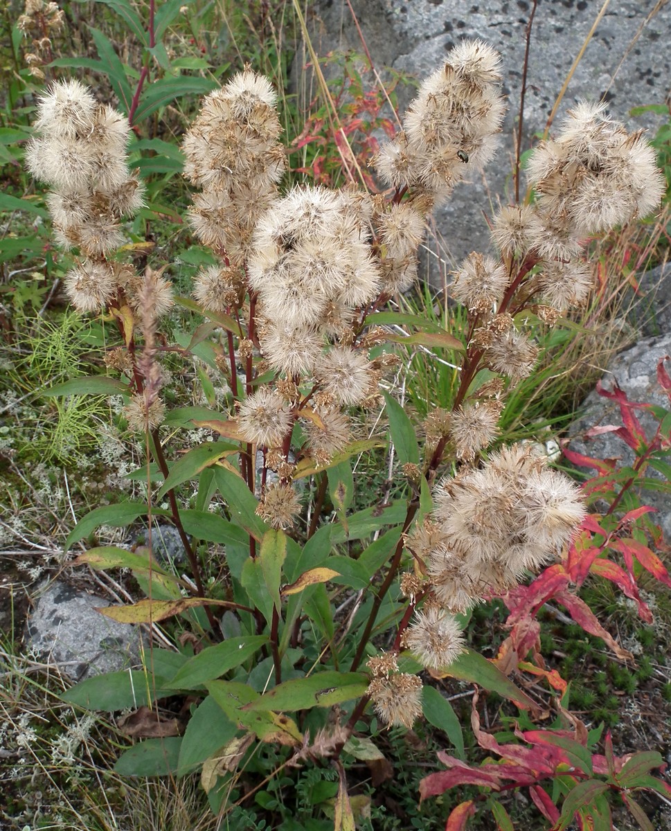 Image of Solidago virgaurea ssp. lapponica specimen.