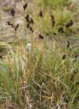 Carex lachenalii