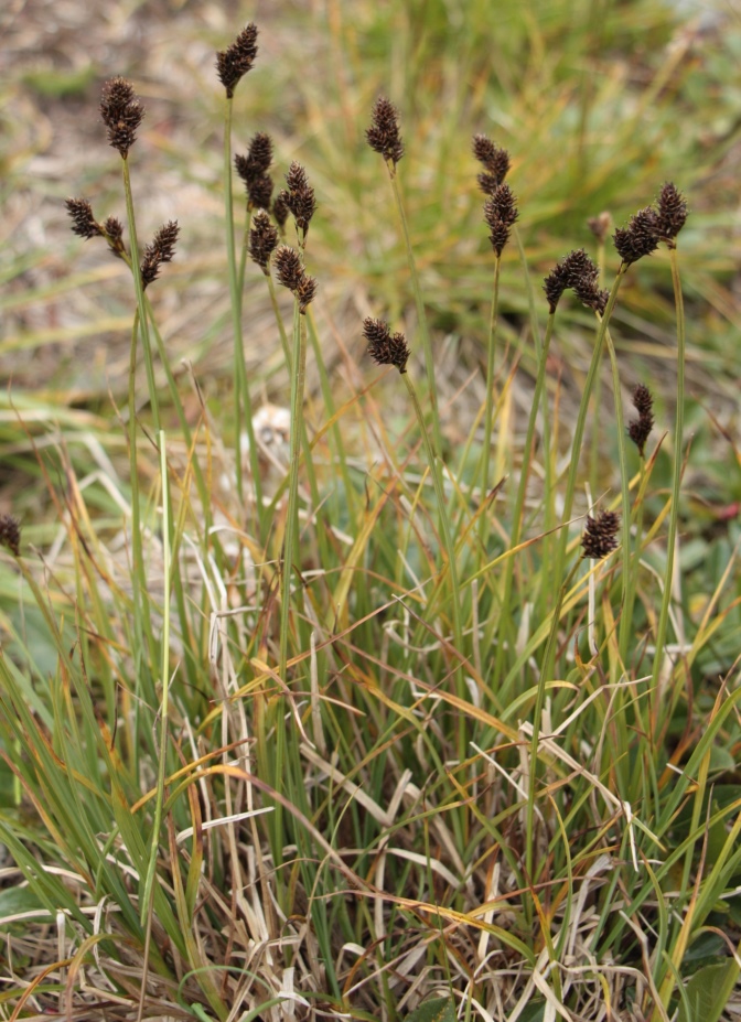 Image of Carex lachenalii specimen.