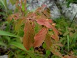 Euonymus sacrosanctus. Верхушка побега с плодами. Приморье, окр. г. Находка, гора Сестра, на скалистом гребне отрога, у тропы. 28.08.2016.