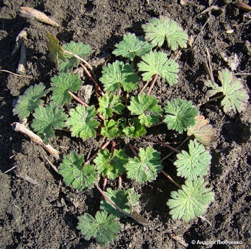 Image of Geranium pusillum specimen.