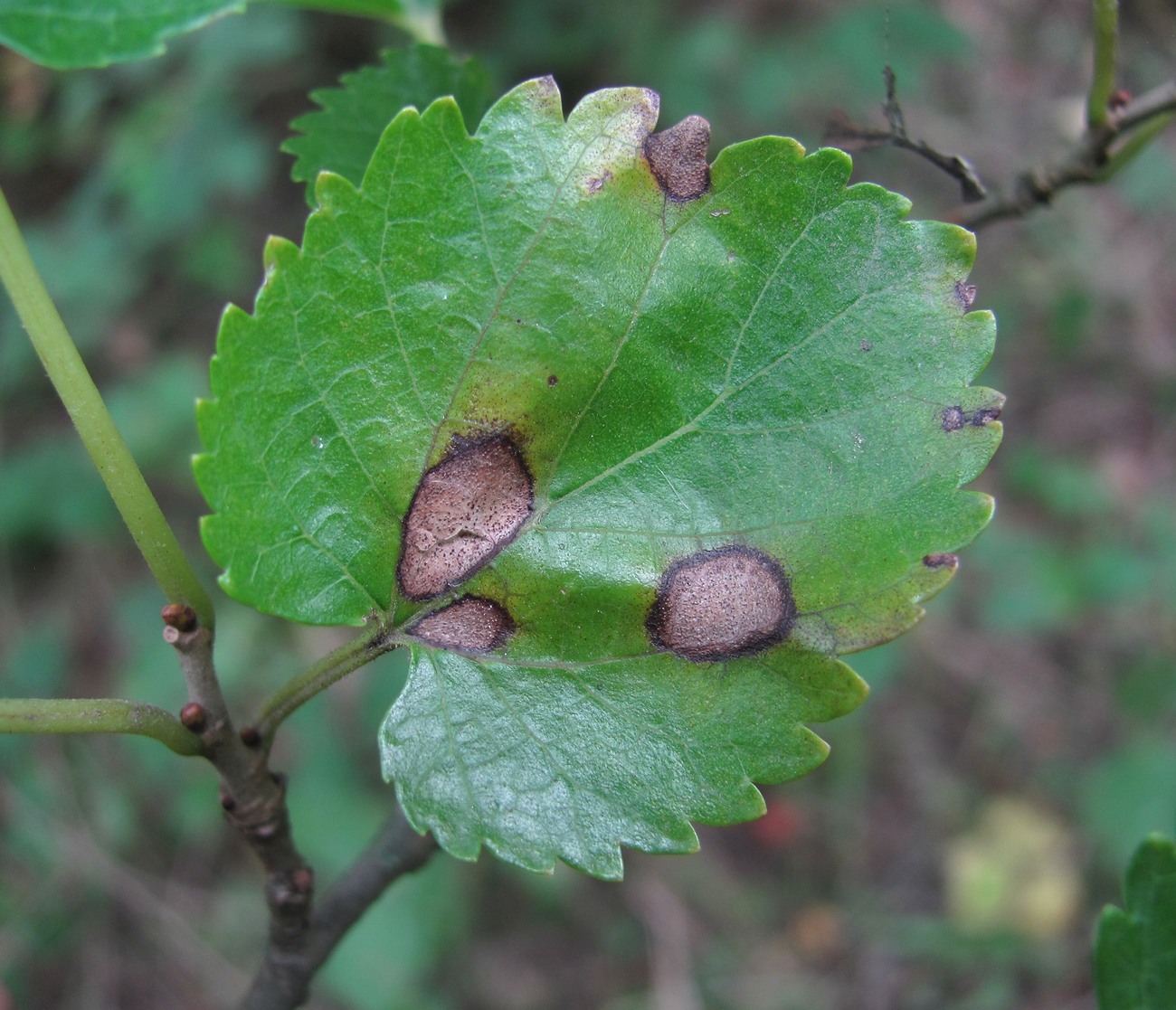 Image of Morus alba specimen.