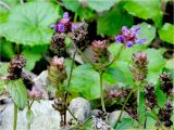 Prunella vulgaris