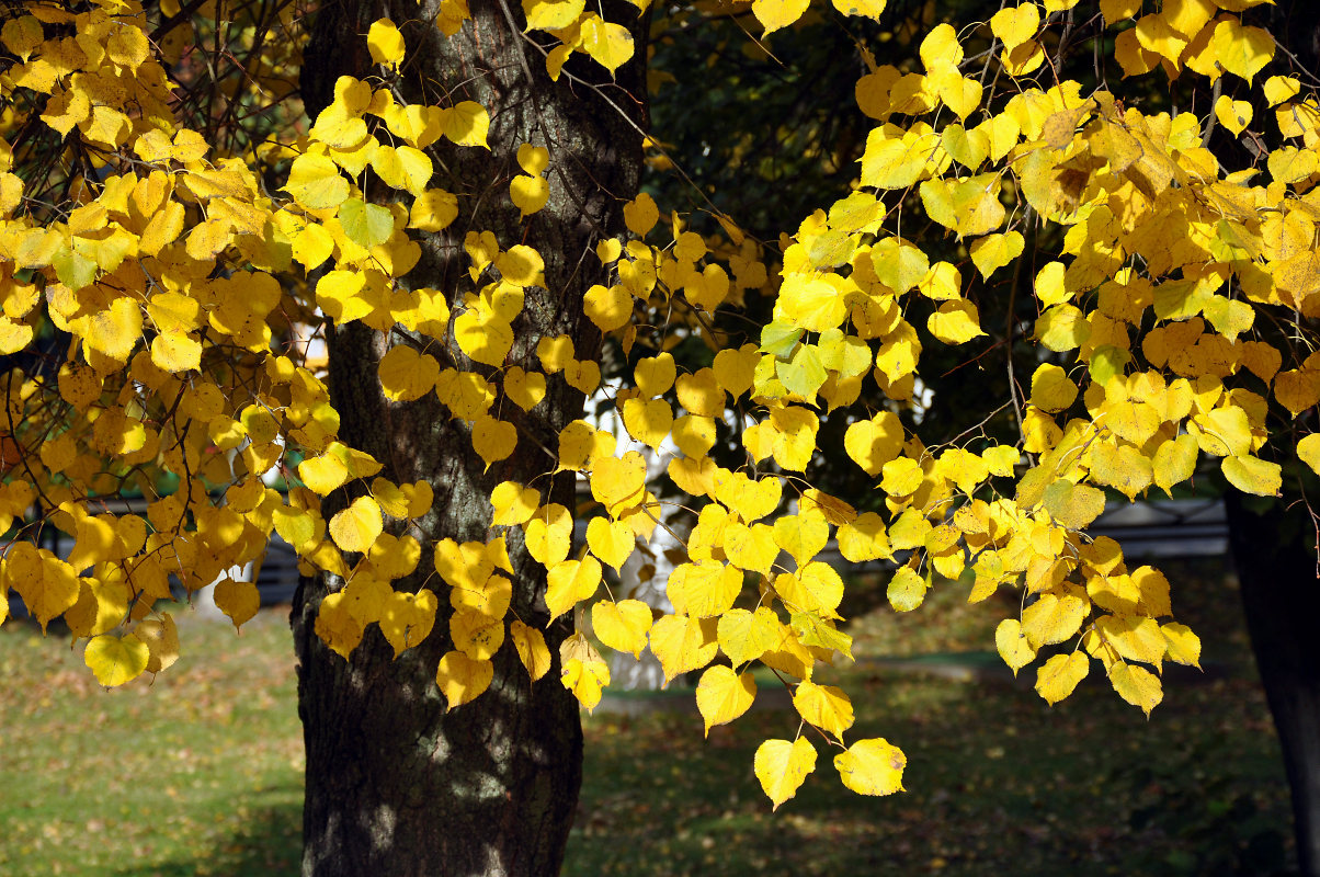 Изображение особи Tilia cordata.