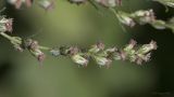 Artemisia vulgaris. Часть общего соцветия с кормящейся тлёй. Саратов, Октябрьское ущелье, у пруда. 06.09.2014.