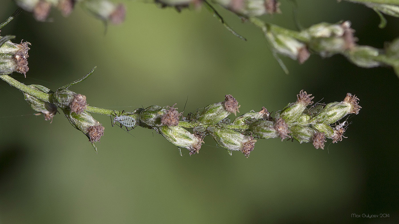 Изображение особи Artemisia vulgaris.