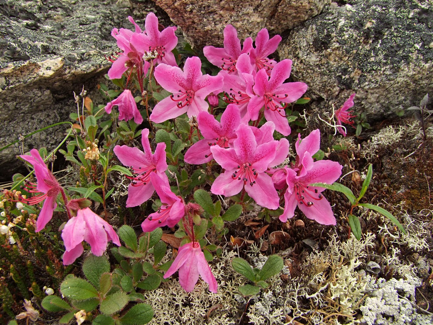 Image of Rhododendron camtschaticum specimen.