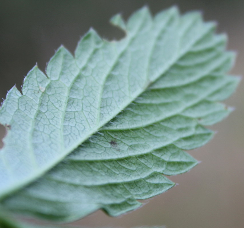 Image of Potentilla chrysantha specimen.