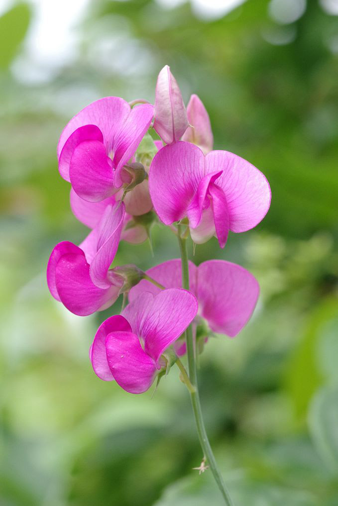 Изображение особи Lathyrus latifolius.