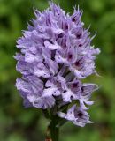 Neotinea tridentata