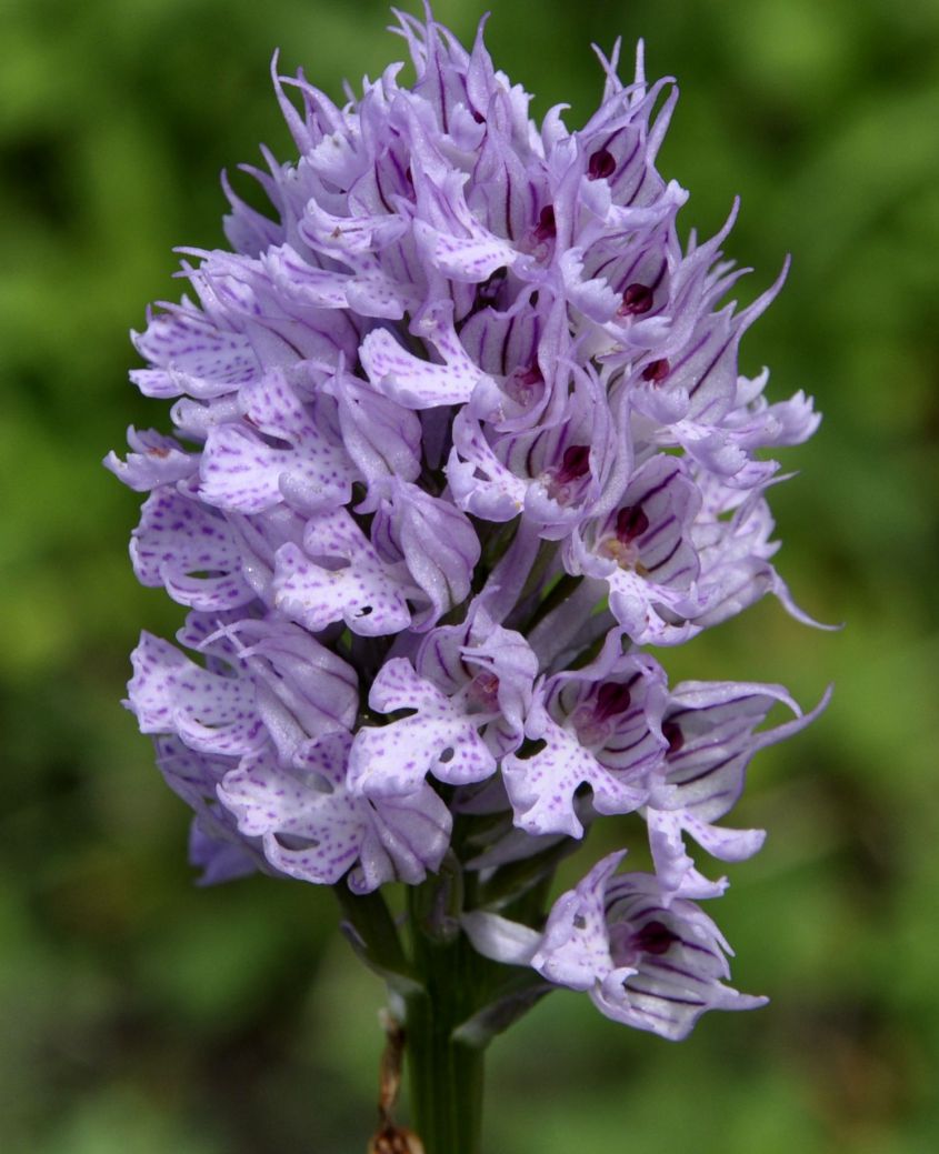 Image of Neotinea tridentata specimen.