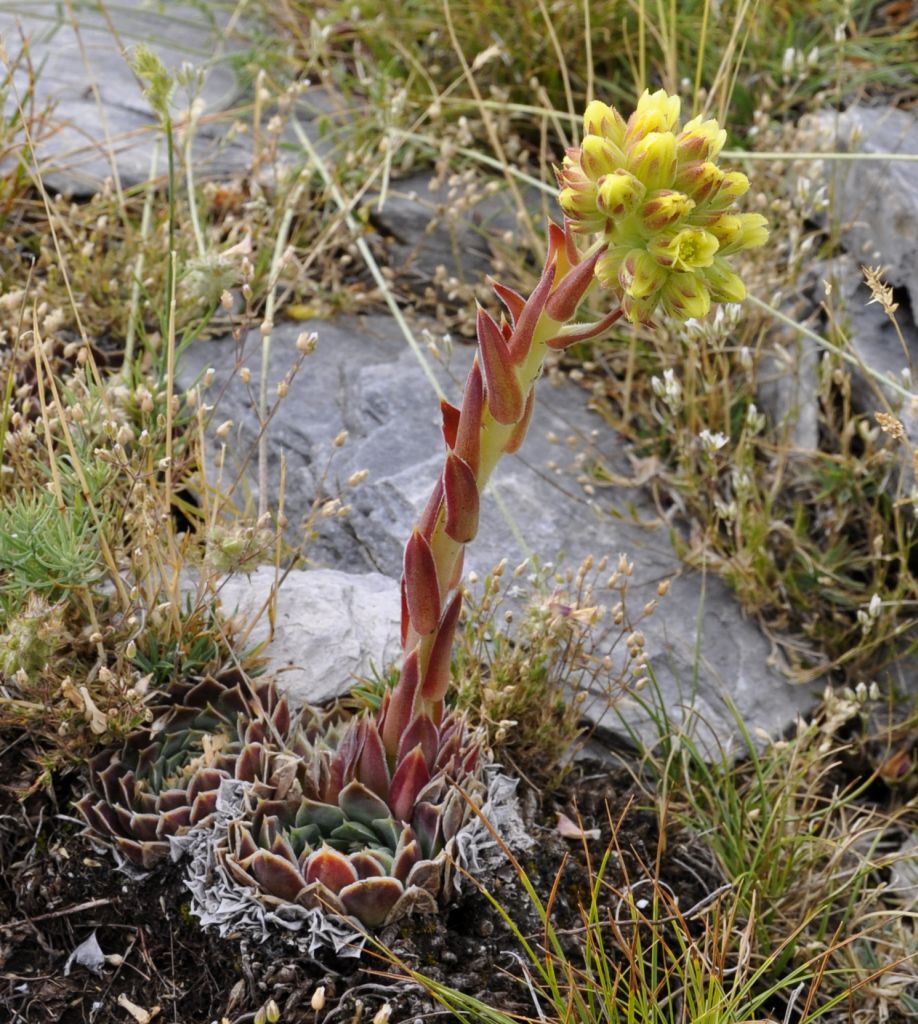 Image of Jovibarba heuffelii specimen.