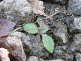 Cirsium vulgare. Молодое перезимовавшее растение. Тверская обл., Весьегонский р-н, р. Молога, о-в Егорушкин, каменистый берег. 15 марта 2013 г.