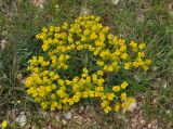 Euphorbia stepposa. Цветущее растение. Крым, Бахчисарайский р-н, окр. пещерного г. Чуфут-Кале, каменистый сухой склон. 08.06.2016.