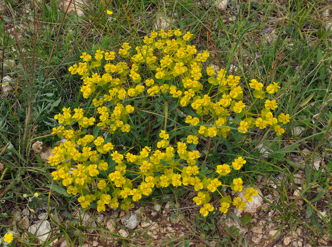 Image of Euphorbia stepposa specimen.