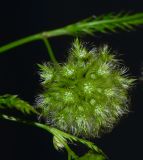 Lagoecia cuminoides