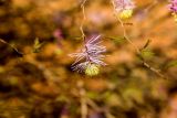 genus Dichrostachys