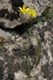 Gagea villosa. Цветущее растение. Крым, Южный берег, гора Парагельмен. 3 апреля 2010 г.