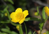 Ranunculus monophyllus