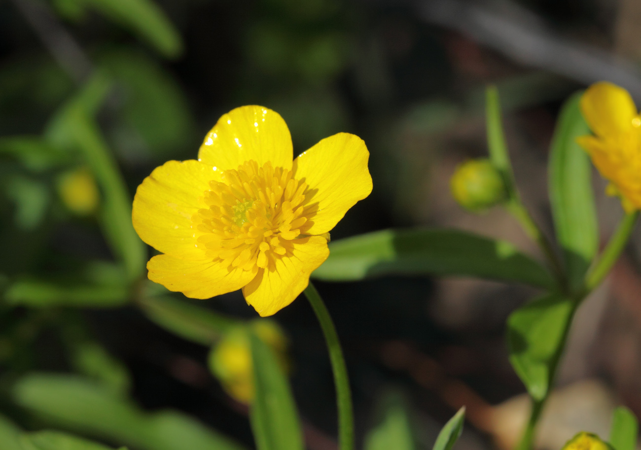 Image of Ranunculus monophyllus specimen.