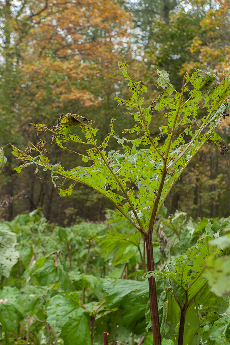 Image of Petasites hybridus specimen.