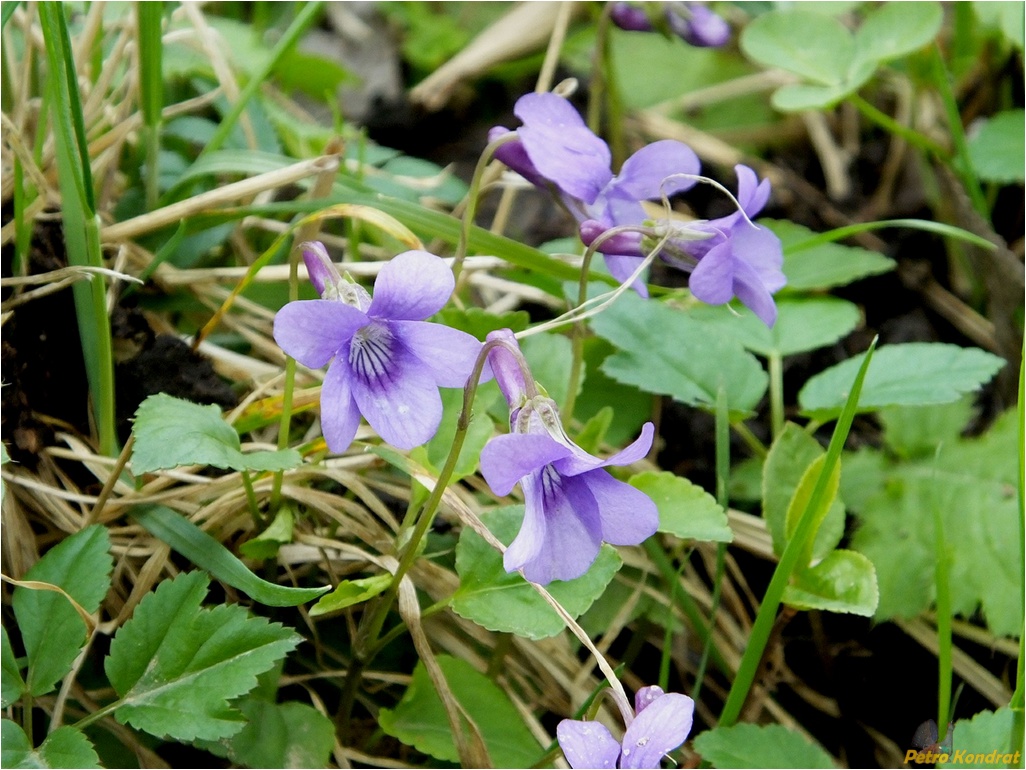 Image of genus Viola specimen.
