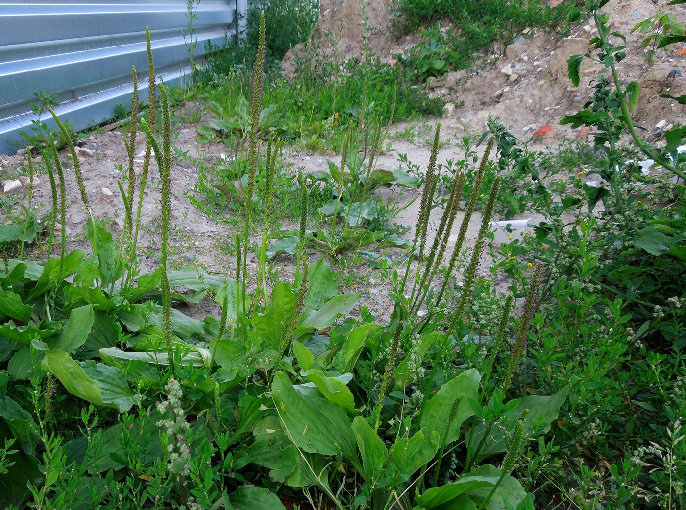 Image of Plantago major specimen.