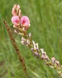 Onobrychis arenaria. Отцветающее соцветие. Украина, г. Запорожье, балка возле трассы на Васильевку, южнее Опытной станции, низина. 03.06.2016.