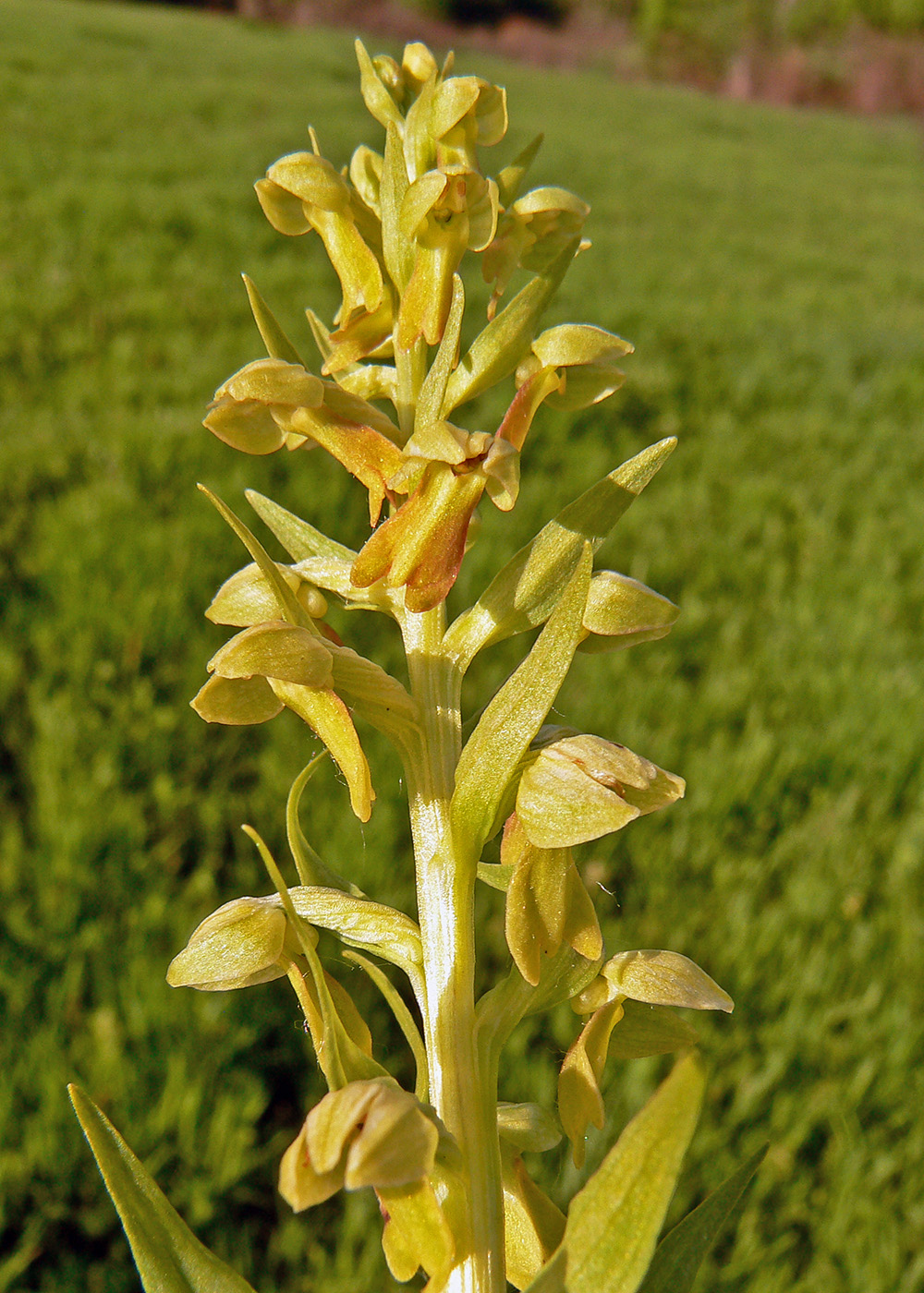 Image of Dactylorhiza viridis specimen.