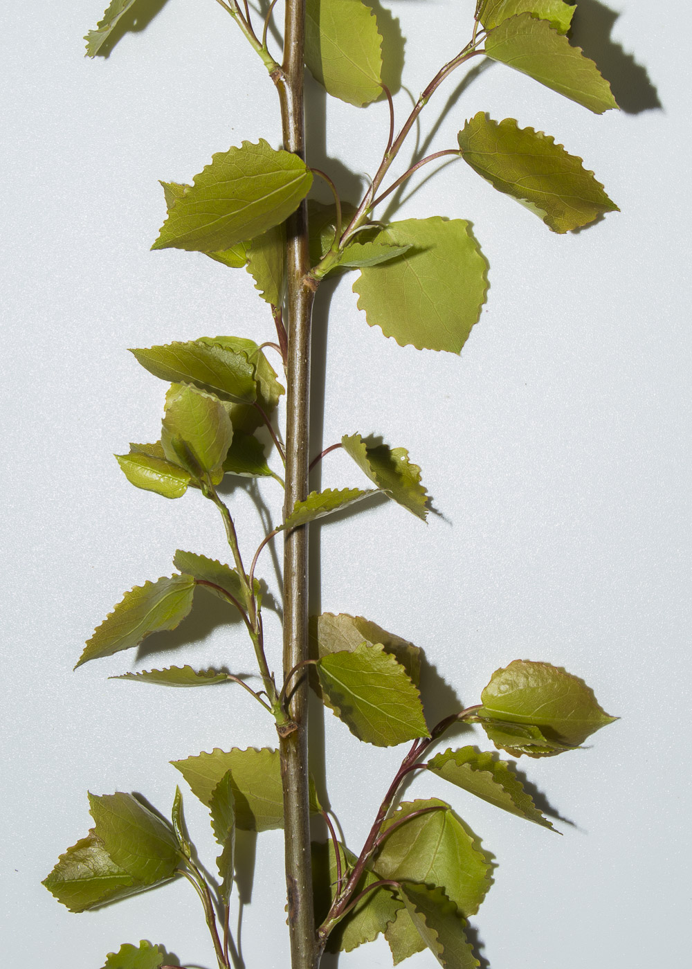 Изображение особи Populus tremula.