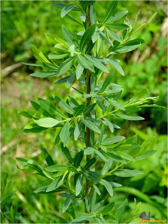 Image of Salix purpurea specimen.