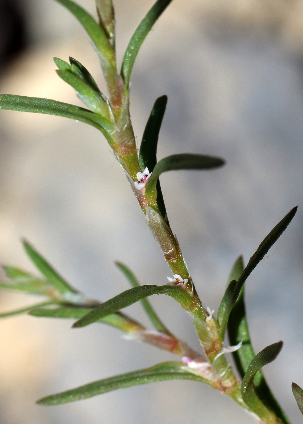 Image of Polygonum polycnemoides specimen.
