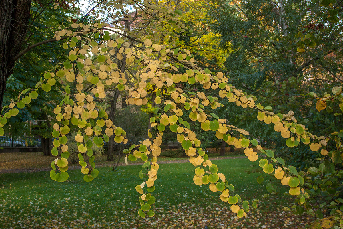 Image of Cercidiphyllum japonicum specimen.