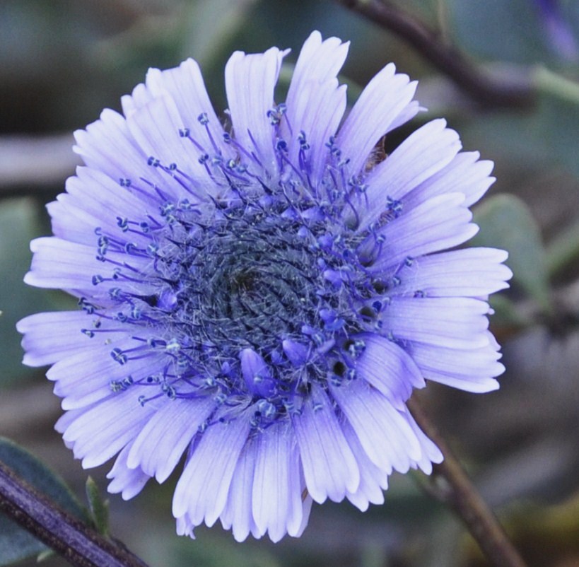 Изображение особи Globularia alypum.