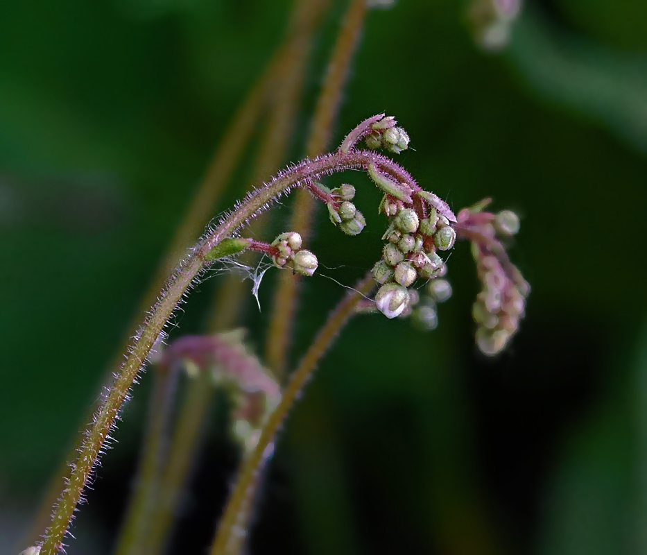 Image of Saxifraga umbrosa specimen.