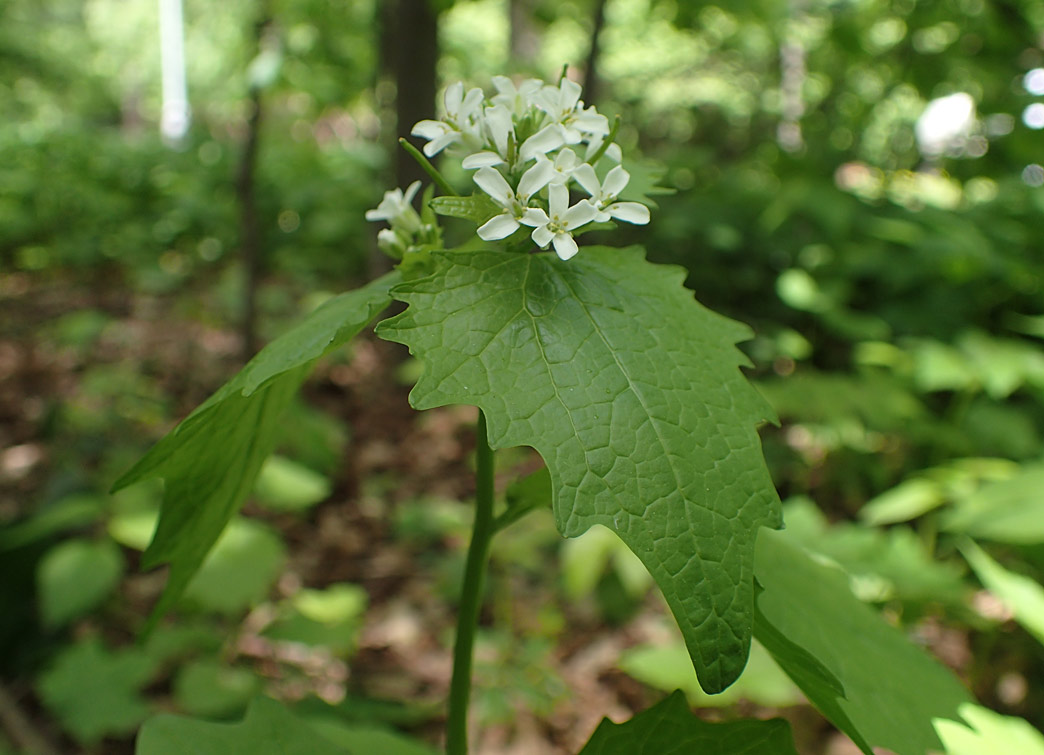 Image of Alliaria petiolata specimen.