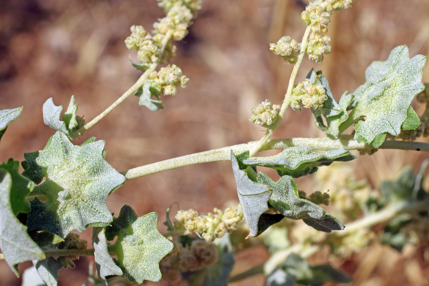 Изображение особи Atriplex flabellum.